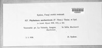 Phyllachora machaeriicola image
